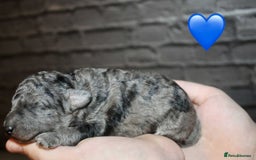 Cockapoo dogs for sale: Health tested Asian toy Cockapoo puppies  - Image 5