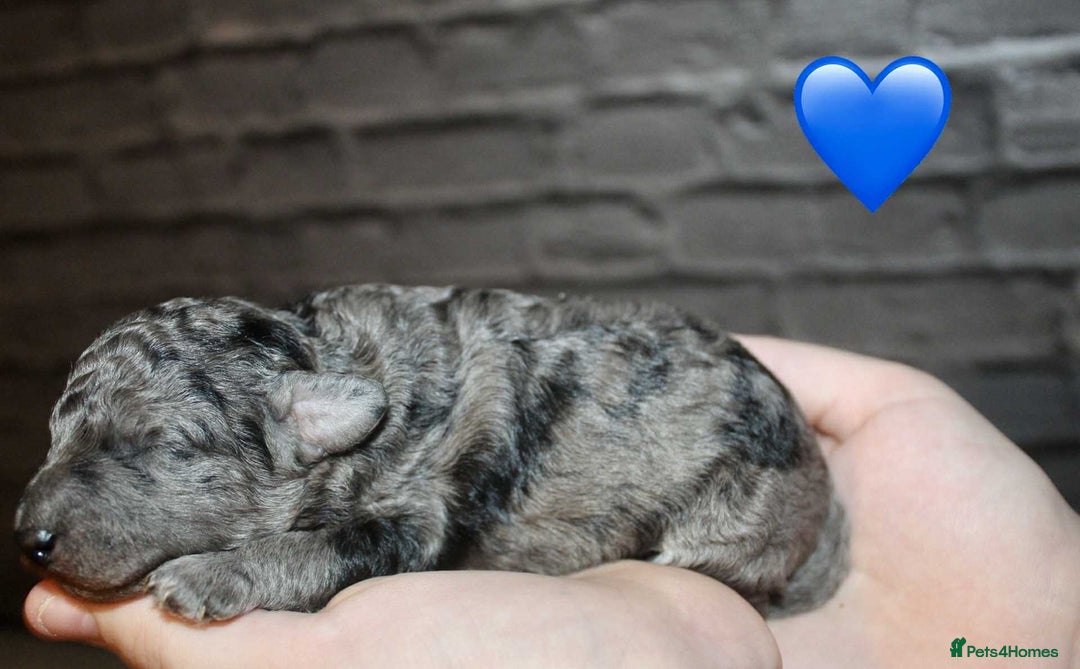 Cockapoo dogs for sale: Health tested Asian toy Cockapoo puppies  - Image 5