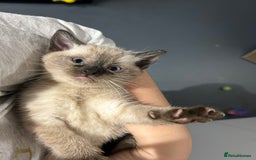 Siamese cats for sale: Siamese cross  - Image 5