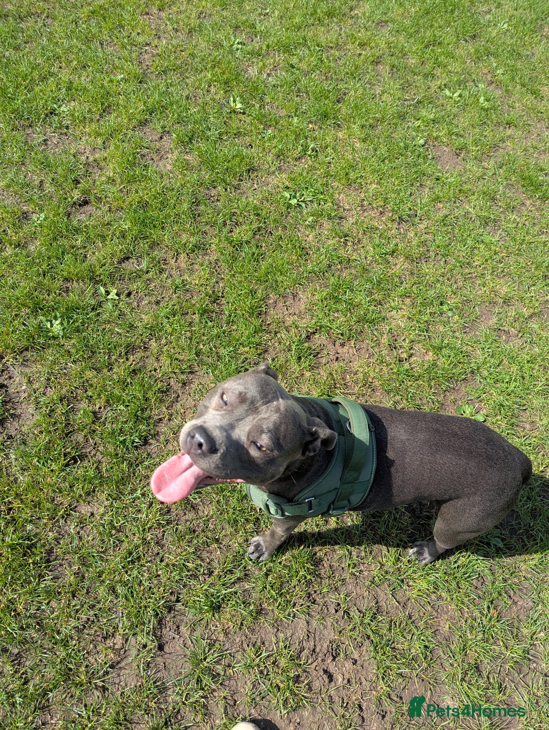 Staffordshire Bull Terrier dogs for sale: Blue female staff for sale  - Image 26