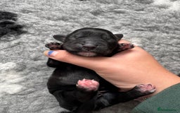 Cocker Spaniel dogs for sale: Stunning Cocker Spaniel puppies - Image 2
