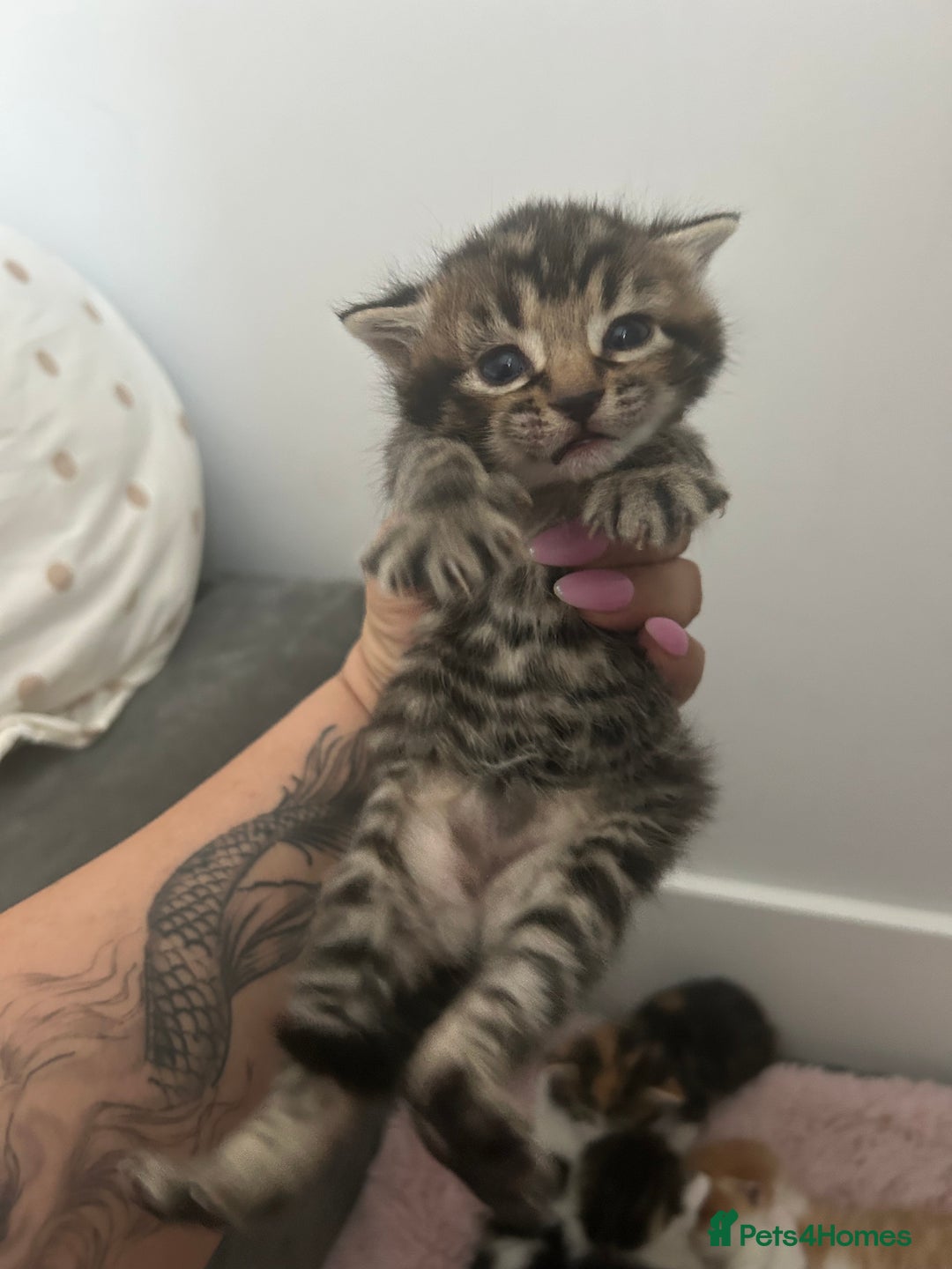 Mixed Breed cats for sale: 5 beautiful kittens  - Image 6