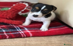 Jack Russell dogs for sale: Jack Russell Pure Breed Puppy’s  - Image 31