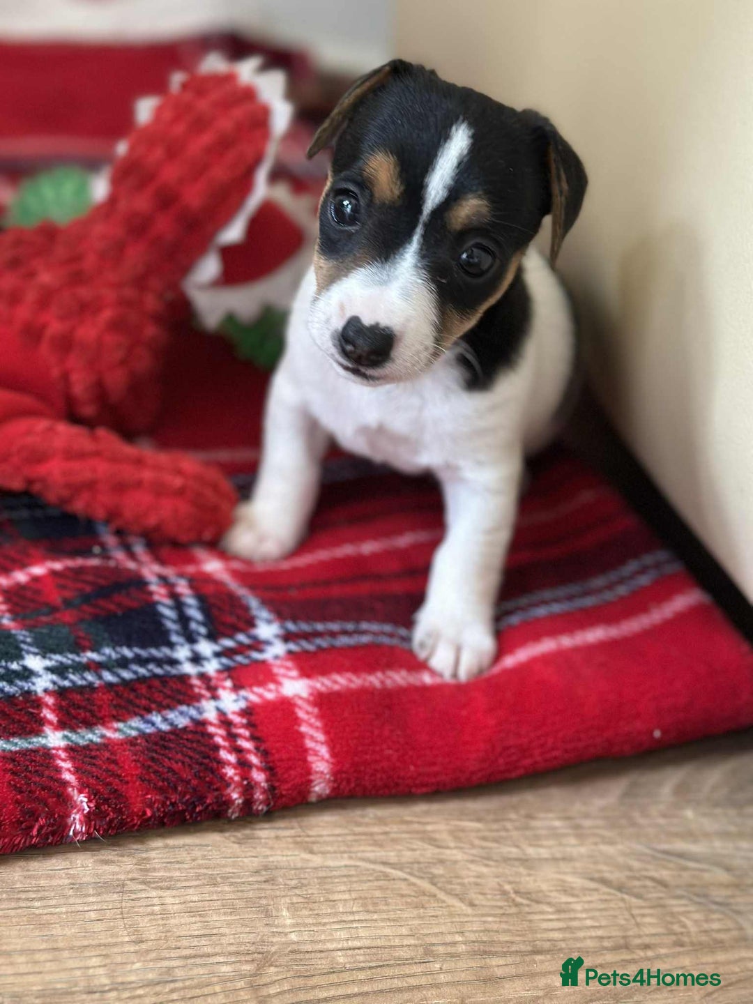 Jack Russell dogs for sale: Jack Russell Pure Breed Puppy’s  - Image 31