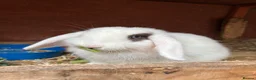 Mini Lop rabbits for sale: Baby mini lops / lion lops - Advert 3