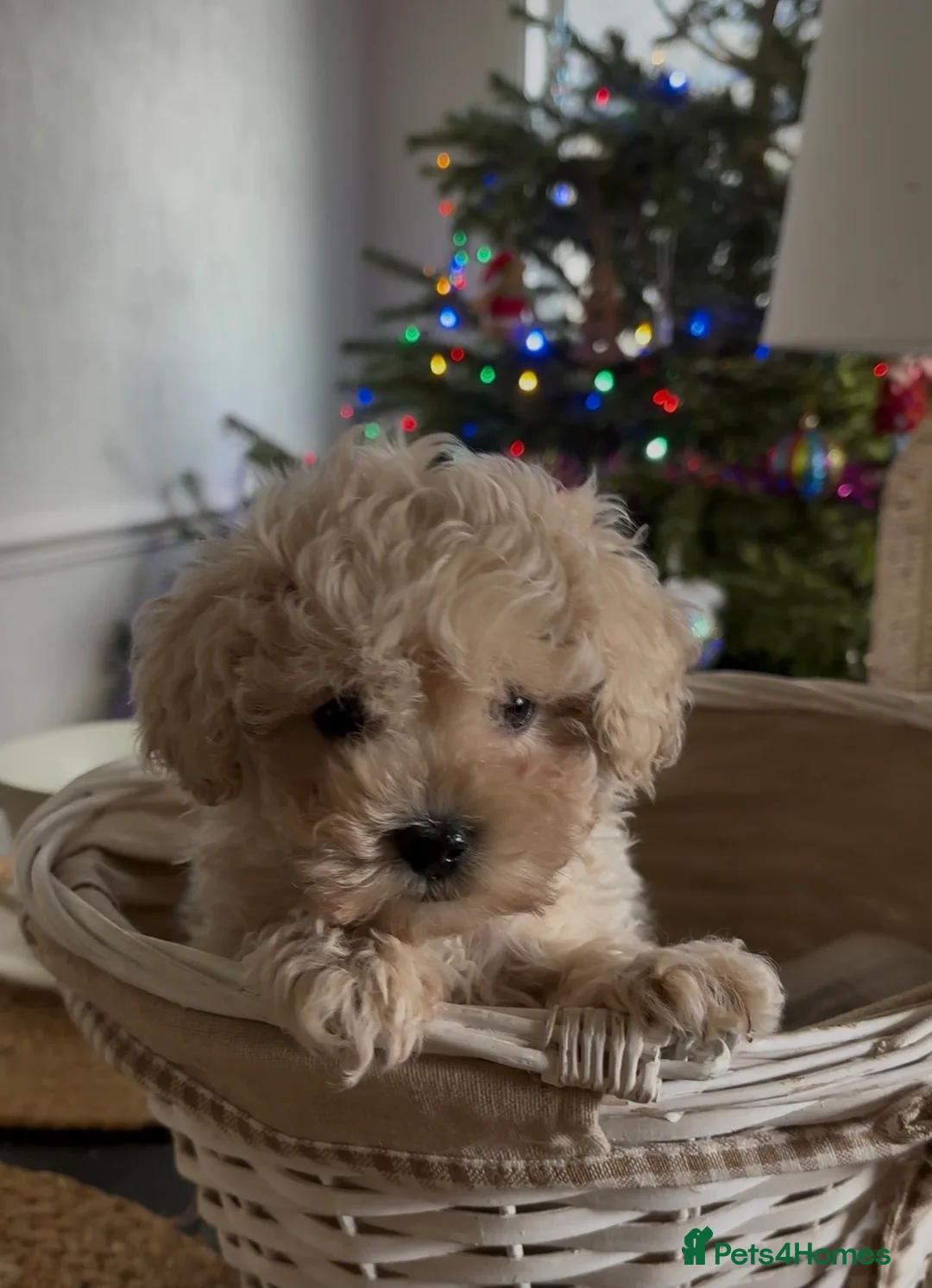Maltipoo dogs for sale: Exquisite Maltipoo puppies  - Advert 20
