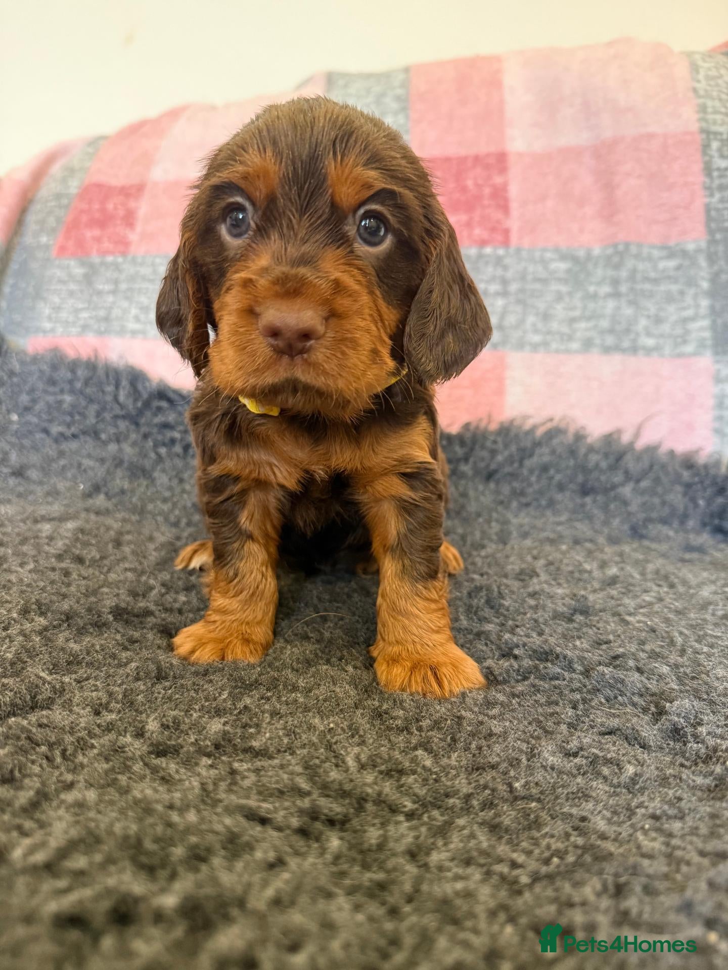 Cocker Spaniel dogs for sale: Kc Reg Brown/Tan And TriColour Working Cocker Pups - Advert 2