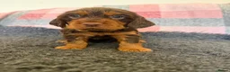 Cocker Spaniel dogs for sale: Kc Reg Brown/Tan And TriColour Working Cocker Pups - Advert 18