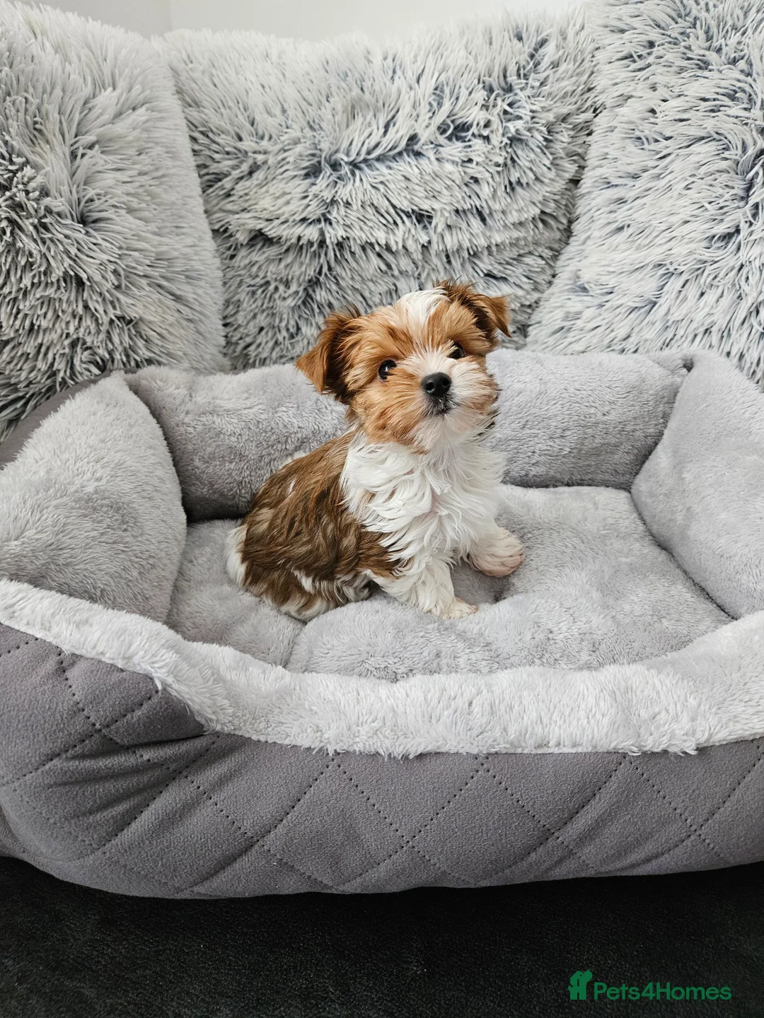 Biewer Terrier dogs for sale: Biewer Yorkshire Terier - Advert 12