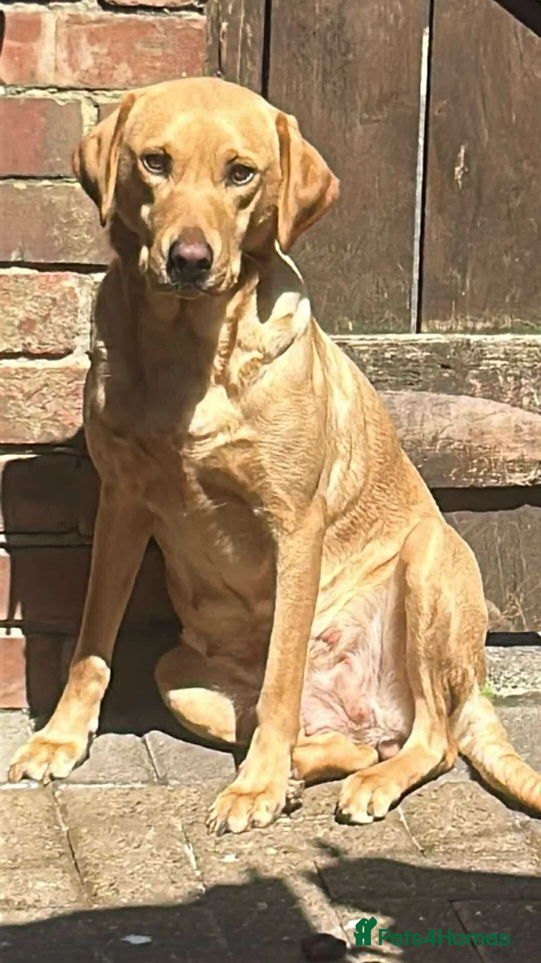 Labrador Retriever dogs for sale: 5 year old Labrador bitch  - Advert 3