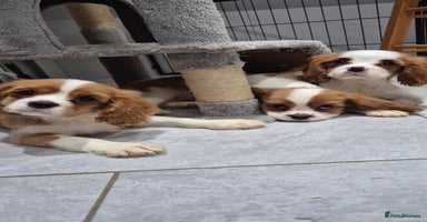 Cavalier King Charles Spaniel dogs - Advert 7