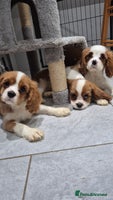 Cavalier King Charles Spaniel dogs - Advert 3