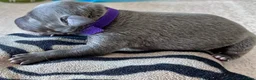 Whippet dogs for sale: KC Reg blue whippet puppies in Ledbury - Advert 23