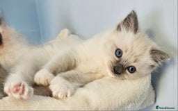 Ragdoll cats for sale: Stunning Ragdoll kittens  - Image 2