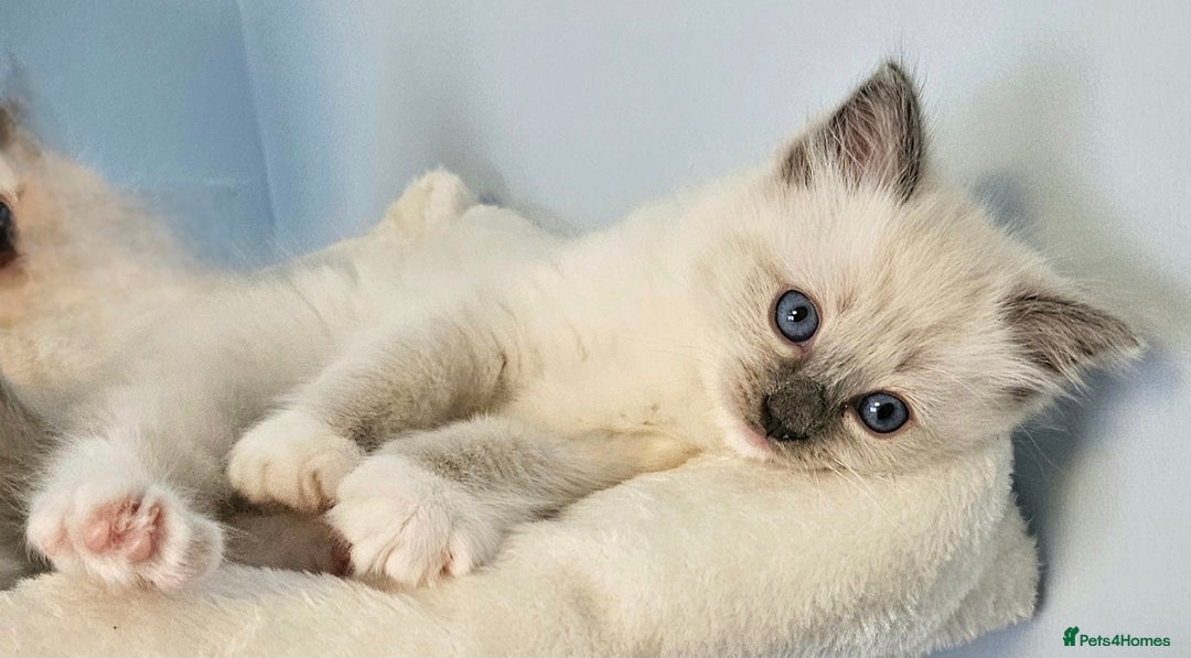 Ragdoll cats for sale: Stunning Ragdoll kittens  - Image 2