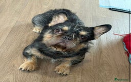 French Bulldog dogs for stud: Wire Hair Frenchie READY FOR STUD!!! Lock in Now!! - Image 1