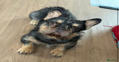 French Bulldog dogs - Advert 7