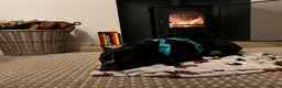 Boston Terrier dogs for sale: Muffin a 4 year old Boston terrier  - Advert 7