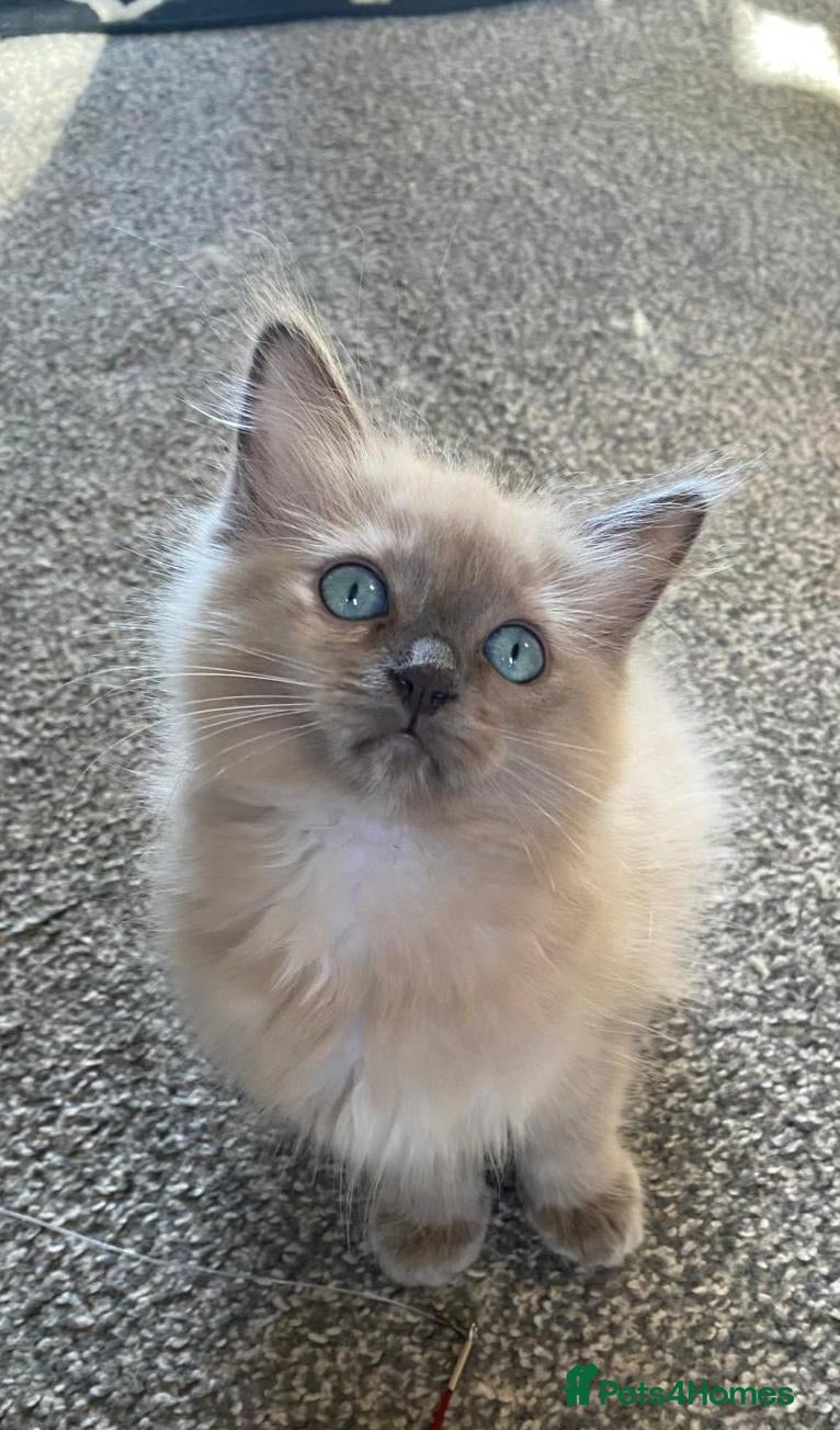 Ragdoll cats Pedigree TICA Mink Cherubims  - Advert 1