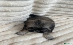 Shih Tzu dogs for sale: KC Shihtzu pups  - Image 3