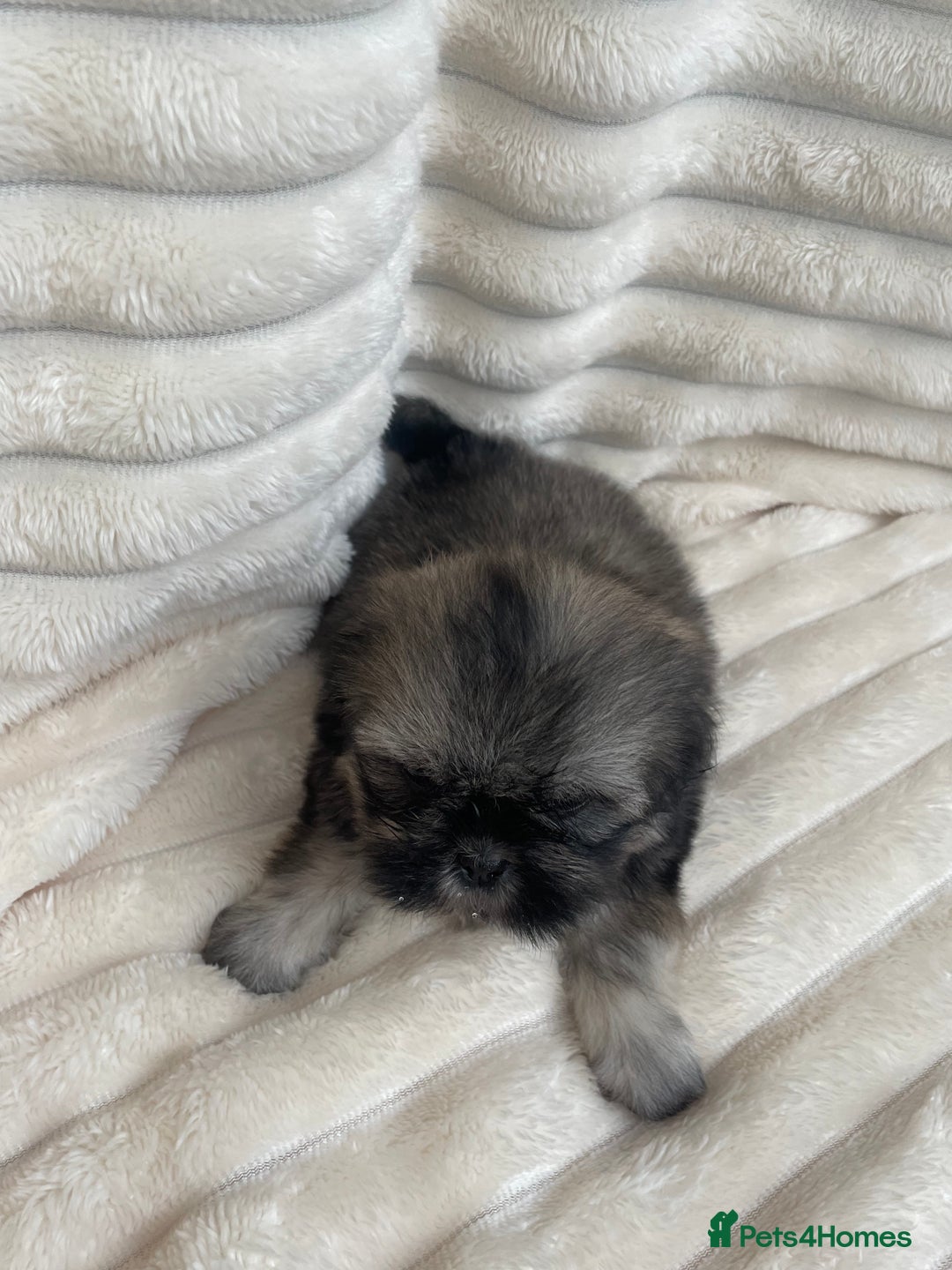 Shih Tzu dogs for sale: KC Shihtzu pups  - Image 3