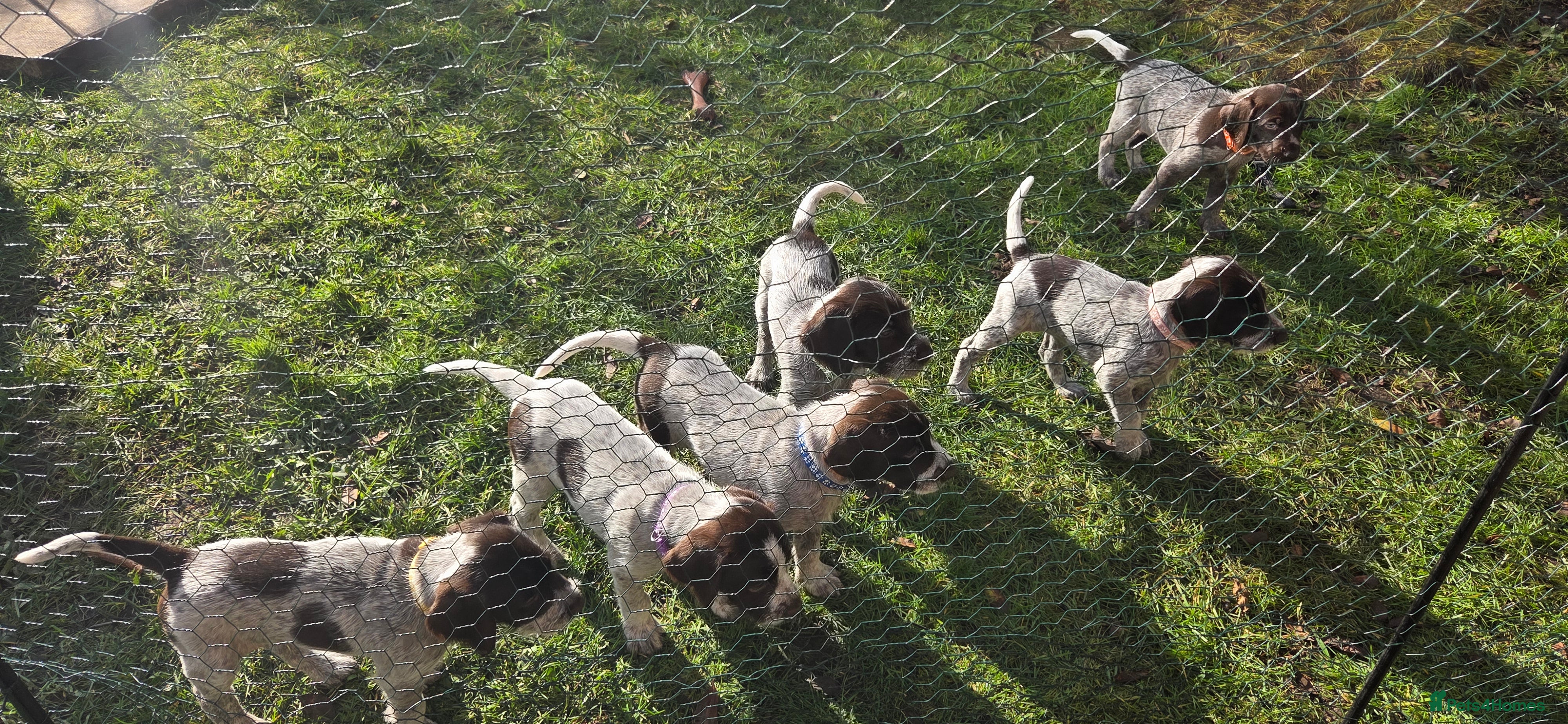 German Wirehaired Pointer dogs German Pointer GWP Puppies not GSP - Advert 10