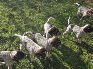 German Wirehaired Pointer dogs German Pointer GWP Puppies not GSP - Advert 10