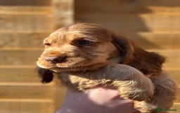 Cocker Spaniel dogs for sale: Show cocker spaniel pups health tested - Image 6
