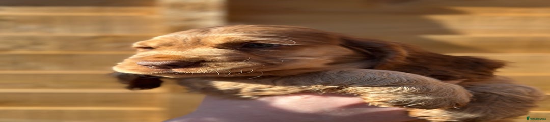 Cocker Spaniel Puppy 2