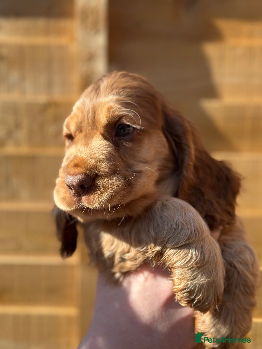 Cocker Spaniel dogs for sale: Show cocker spaniel pups health tested - Image 6