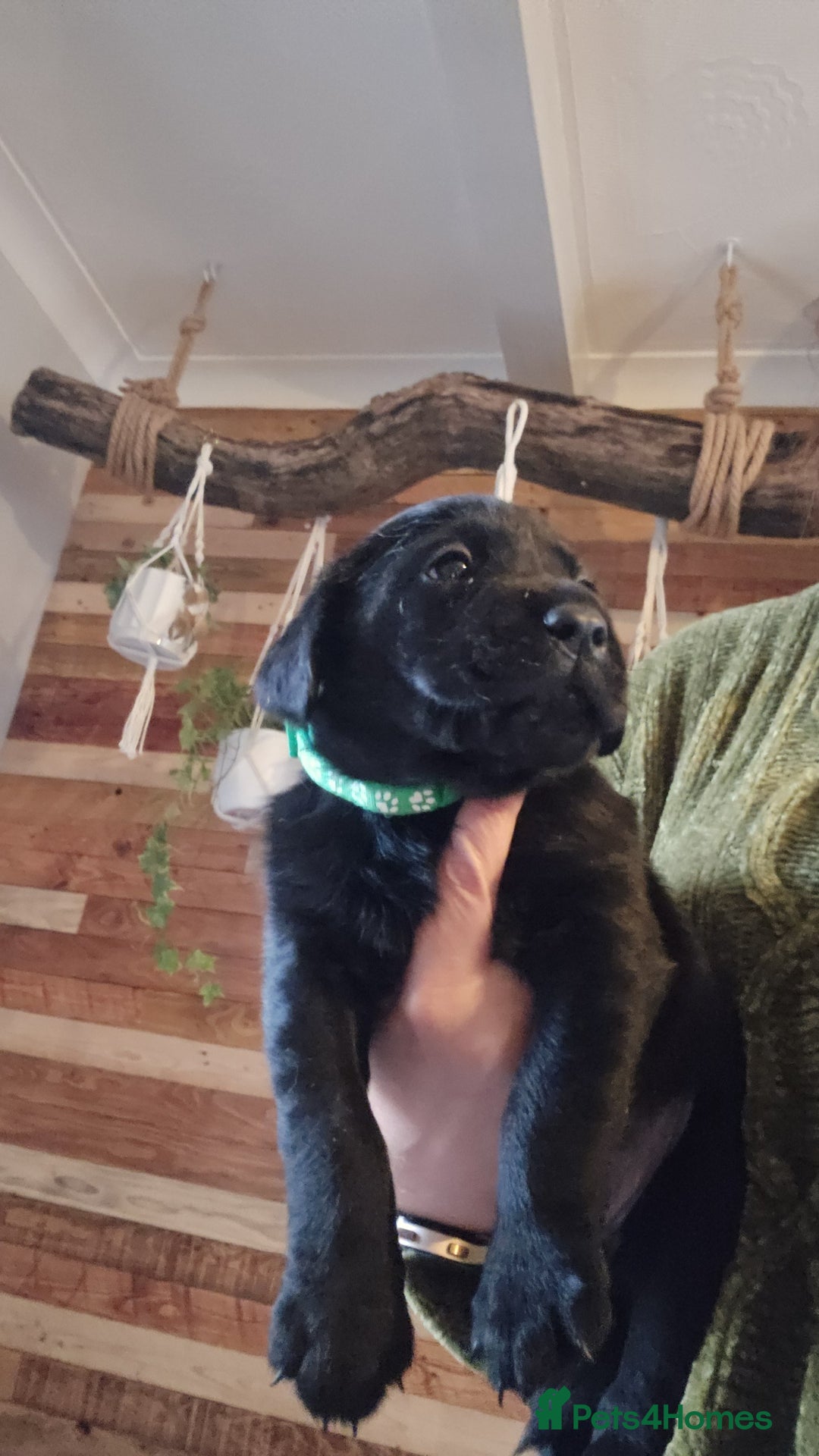 Labrador Retriever dogs for sale: Last kc labrador bitch available due to none coll - Advert 4