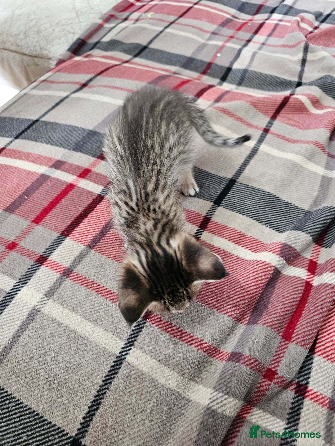 Savannah cats for sale: F4 Savannah Kittens 3x Brown Spotted 2x Melanistic - Image 10