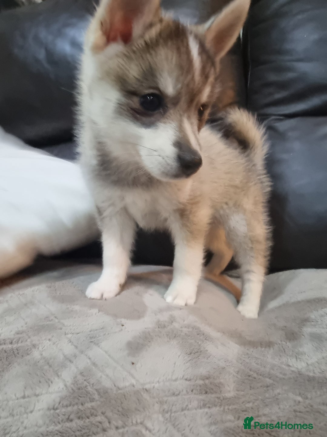 Pomsky dogs for stud: Stunning Proven F1 Wolf Grey Pomsky For Stud in Cambridge - Advert 9