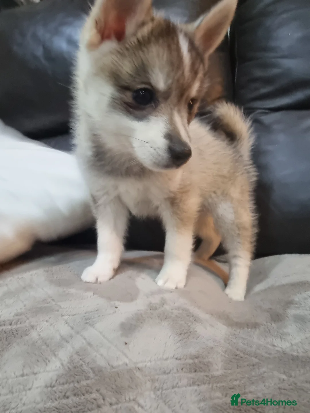 Pomsky dogs for stud: Stunning Proven F1 Wolf Grey Pomsky For Stud in Cambridge - Advert 9