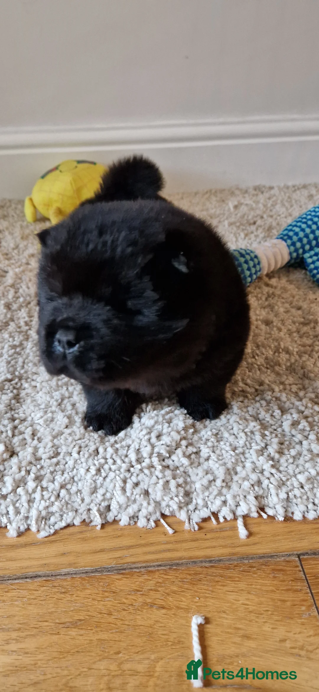Chow Chow dogs for sale: Kc reg chow chow pups  - Advert 3