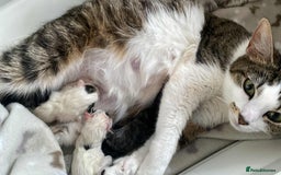 Mixed Breed cats for sale: 2 kittens  - Image 8