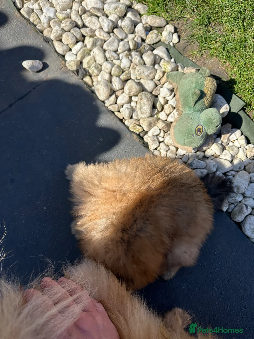 Pomeranian dogs for sale: Pomeranian puppies. - Advert 2