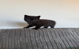 British Shorthair cats for sale: British shorthair kittens  - Image 2