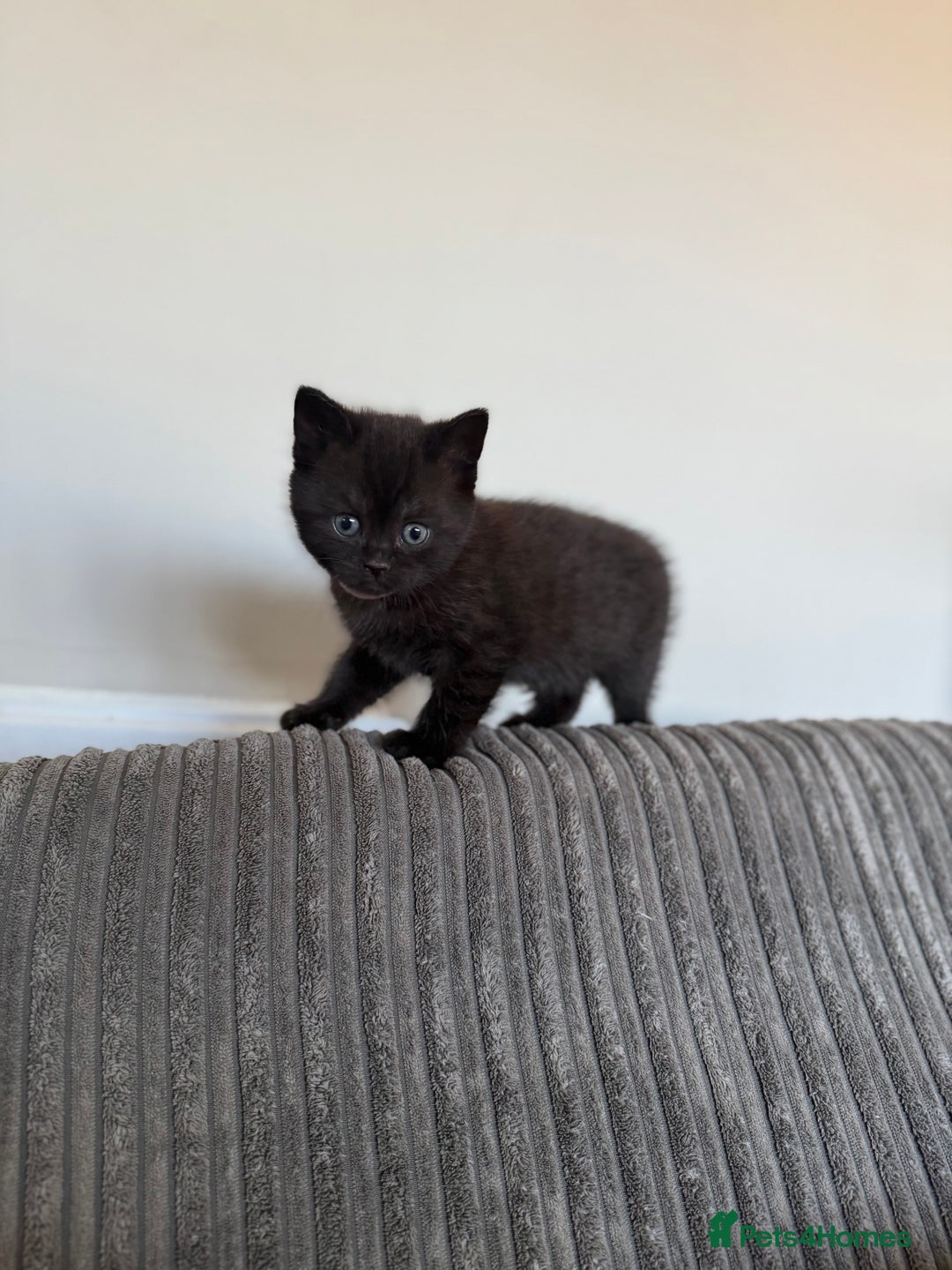 British Shorthair cats for sale: British shorthair kittens  - Image 2