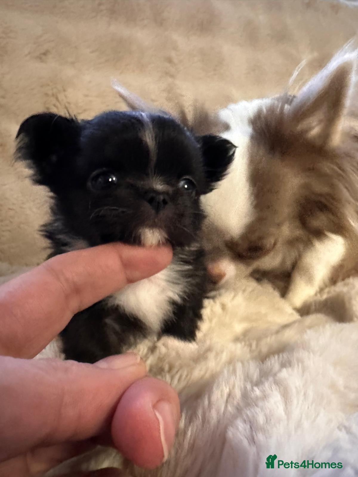 Chihuahua dogs Long hair, beautiful chihuahuas - Advert 1