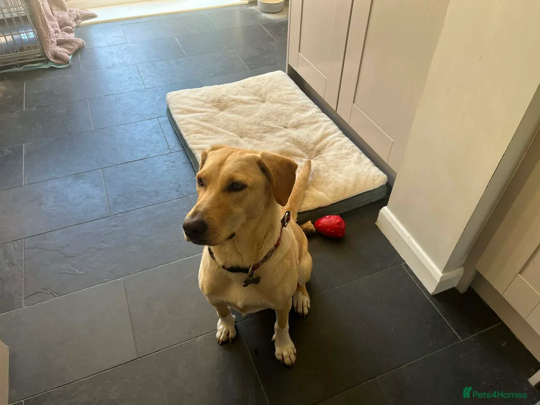 Mixed Breed dogs for adoption: LILY - Nearly 2 Years Old, Lab Mix Girl - Advert 2