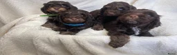 Cockapoo dogs for sale: Cockapoo puppies  - Advert 6