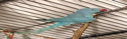 Ringnecks birds for sale: Ringnick for sale - Advert 9