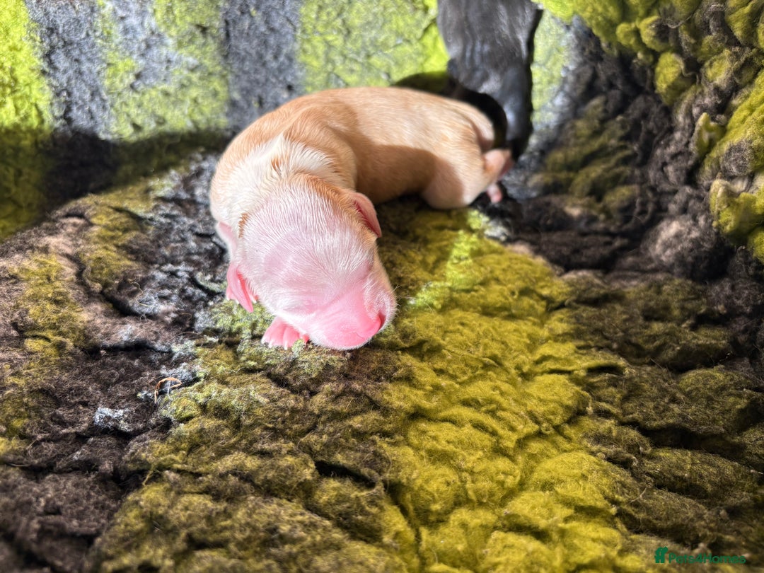 Tibetan Terrier dogs for sale: KC fully health tested exceptionally bred Tibetan  - Advert 33