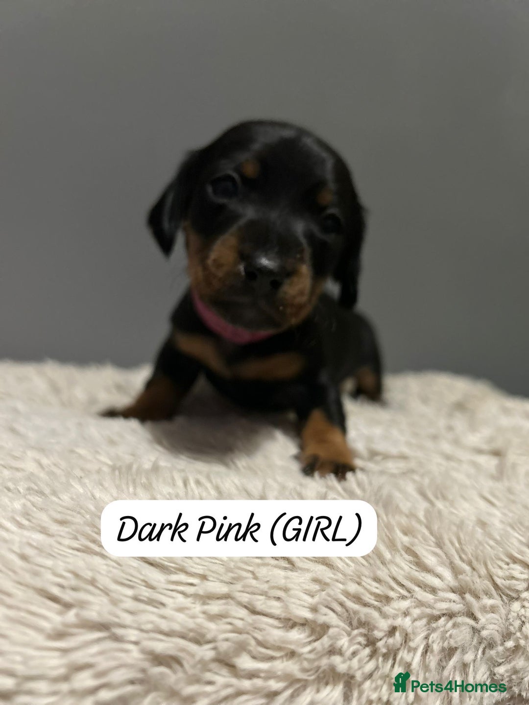 Miniature Dachshund dogs for sale: Miniature dachshund  - Advert 19