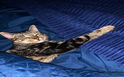 Domestic Shorthair cats for sale: One year old tabby male - Image 2