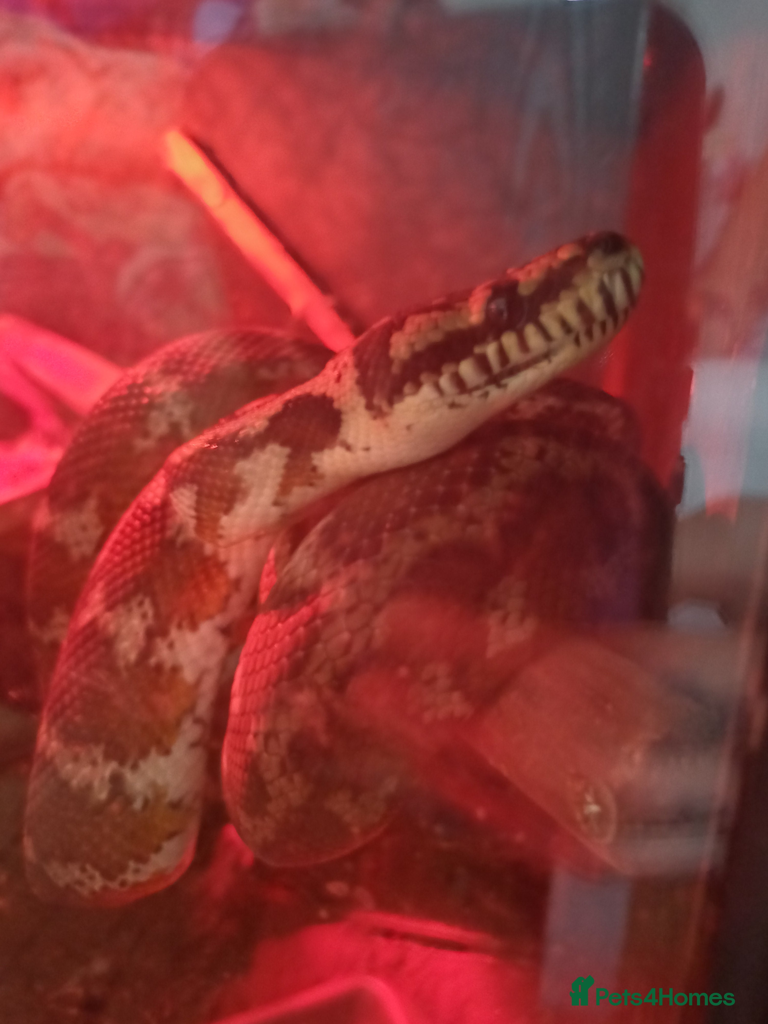 Python Snake reptiles Male jungle carpet python - Advert 1