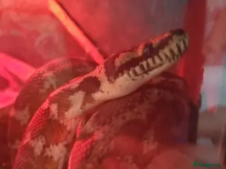 Python Snake reptiles Male jungle carpet python - Advert 4