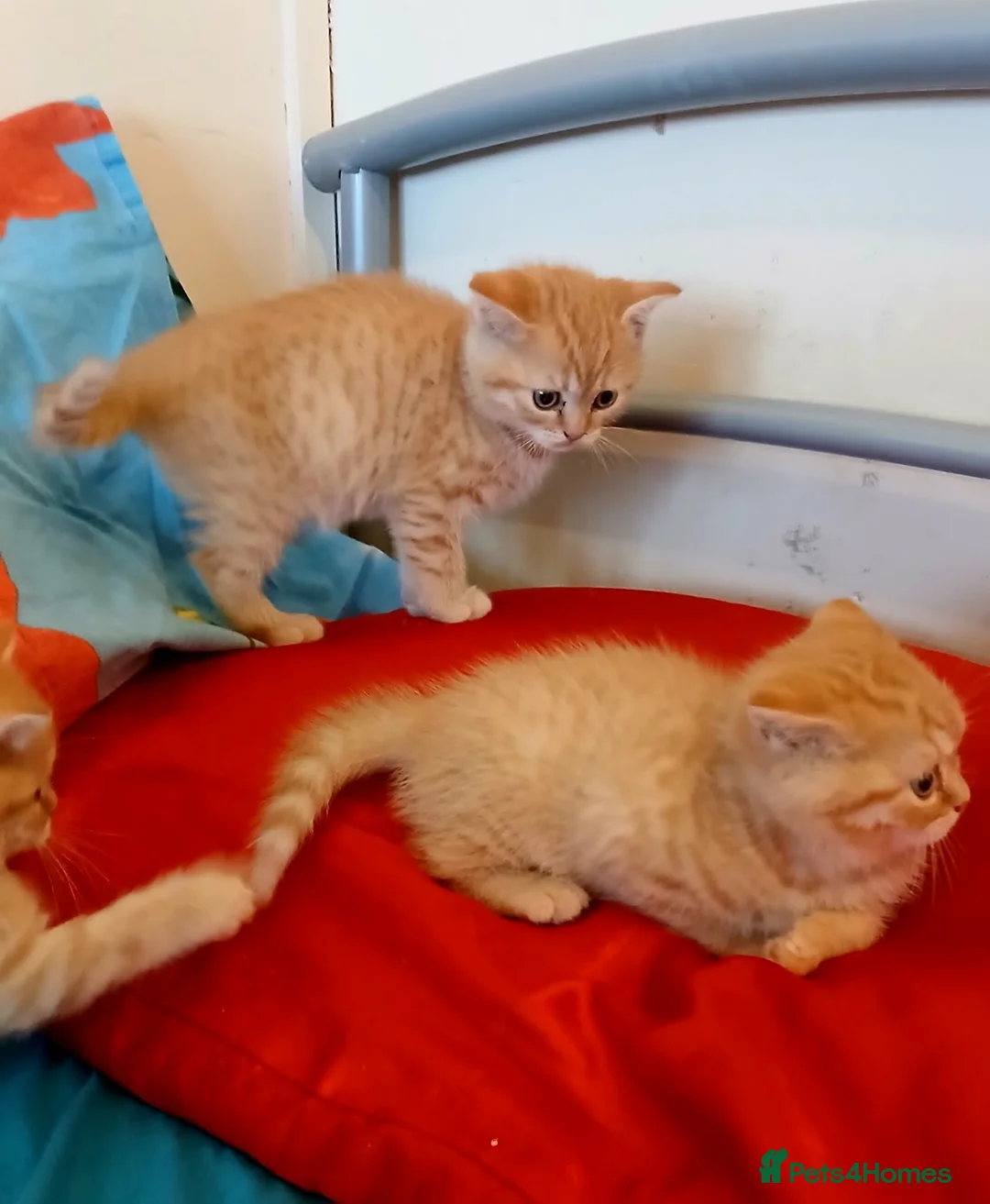 Mixed Breed cats for sale: Kittens is ready for new homes . - Advert 8