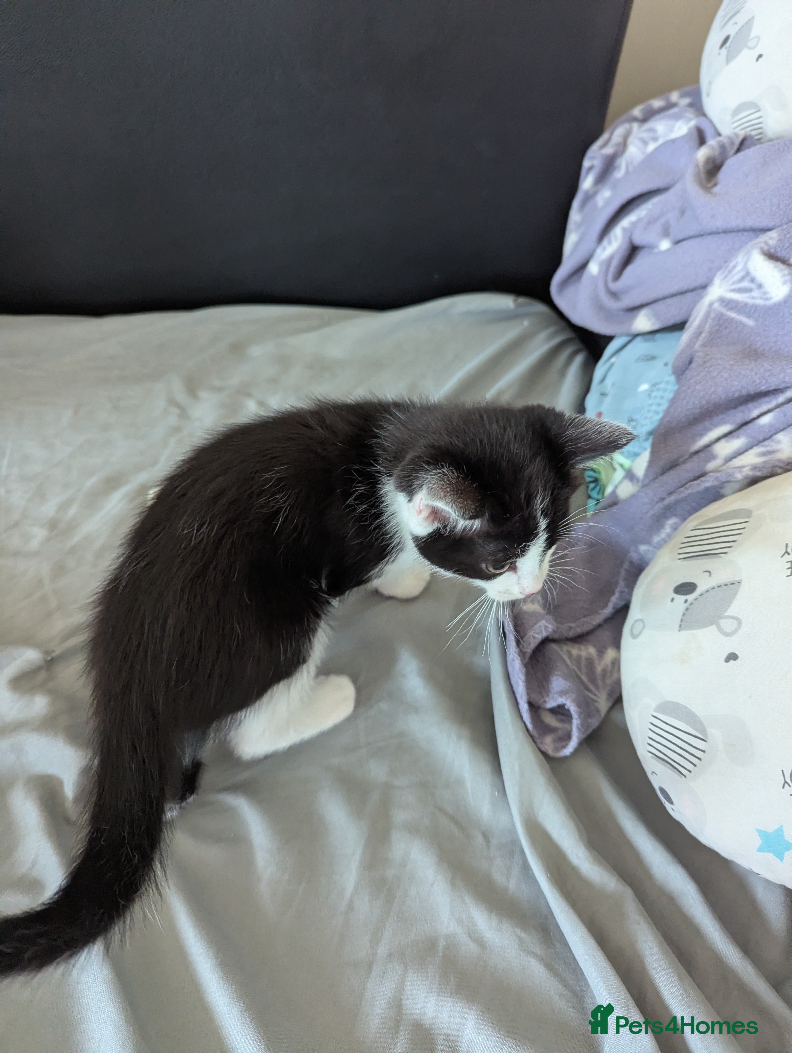 Mixed Breed cats for sale: Cats for sale - Advert 8